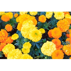 Aksamitka wzniesiona - mieszanka - 150 nasion