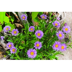 Aster alpejski - mieszanka - 240 nasion