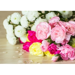 Goździk ogrodowy mieszanka - 275 nasion