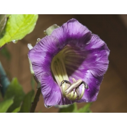 Kobea pnąca - mieszanka - 4 nasion