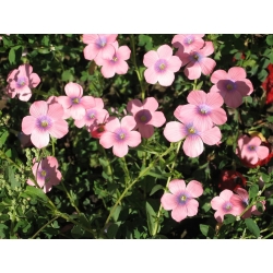 Len wielkokwiatowy - 300 nasion