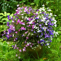 Lobelia przylądkowa - mieszanka kolorów - 6400 nasion