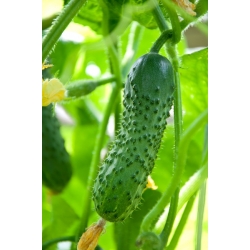 Ogórek krzaczasty Dar - można uprawiać w pojemnikach! - 165 nasion