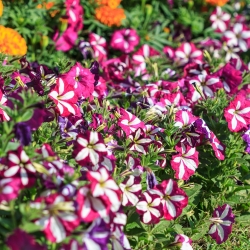 Petunia o kwiatach dwubarwnych - mieszanka - 80 nasion