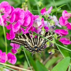 Lędźwian szerokolistny - 36 nasion