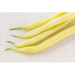 Fasola szparagowa żółta wczesna Erla