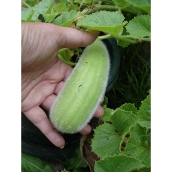 Ogórek melonowy Carosello Barese - nowość! - 40 nasion