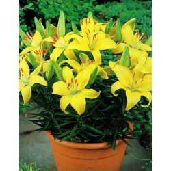 Lilia miniaturka - Bright Pixie - 1 cebula
