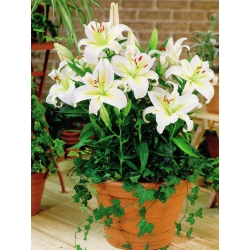 Lilia orientalna miniaturowa Gisborn - 1 cebula