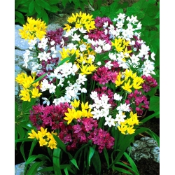 Czosnek - Allium - mieszanka - 20 cebulek