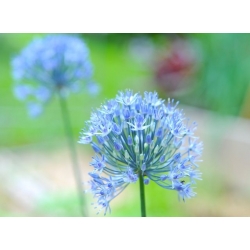 Czosnek błękitny - 5 cebulek