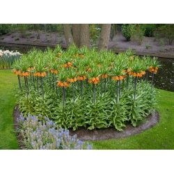 Korona Cesarska pomarańczowa - 1 cebula