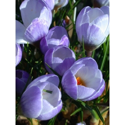 Krokus Blue Pearl - 10 cebulek