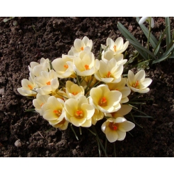 Krokus Cream Beauty - 10 cebulek
