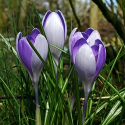 Krokus Vanguard - 10 cebulek
