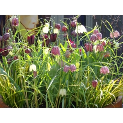 Szachownica kostkowata - 5 cebulek