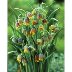 Szachownica Uva Vulpis - Lisie Grono - 5 cebulek