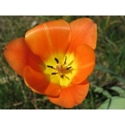 Tulipan pomarańczowy Orange - 5 cebulek