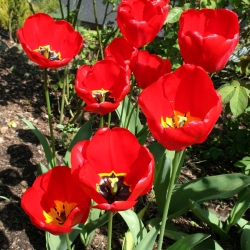 Tulipan Apeldoorn - 5 cebulek