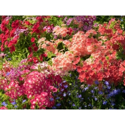 Floks Drummonda niski - mieszanka - 500 nasion