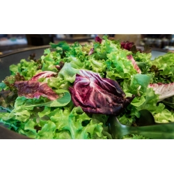 Mieszanka łagodna - Baby Leaf