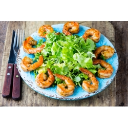 Mieszanka włoska - Baby Leaf