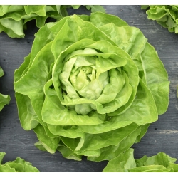 Sałata masłowa Bona - 900 nasion