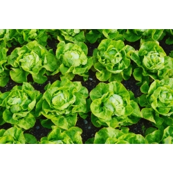 Sałata masłowa Bona - 900 nasion