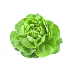 Sałata masłowa Bona - 900 nasion