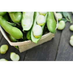 Bób Hangdown Biały