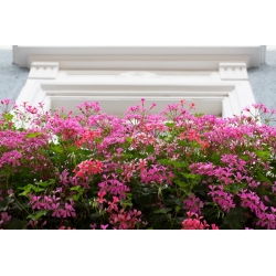 Pelargonia zwisająca Speedy mixed - 10 nasion