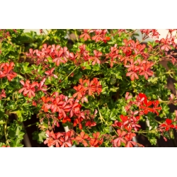 Pelargonia zwisająca Speedy mixed - 10 nasion