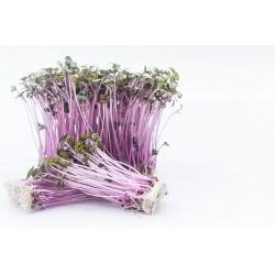 BIO Nasiona na kiełki - Kapusta czerwona - Certyfikowane nasiona ekologiczne - 2700 nasion