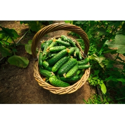 BIO Ogórek krzaczasty Dar - Certyfikowane nasiona ekologiczne - 110 nasion