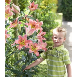 Lilia drzewiasta - On Stage - 1 cebulka