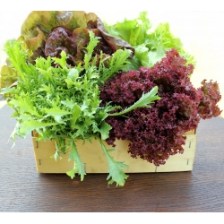 Mizuna - mieszanka odmian - Baby Leaf - 250 nasion