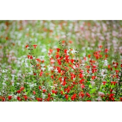 Szałwia szkarłatna - 140 nasion