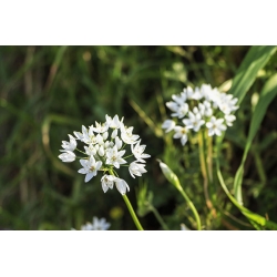 Czosnek ozdobny Cowanii - 20 szt.