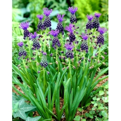 Szafirek miękkolistny - Muscari Comosum - 5 szt.