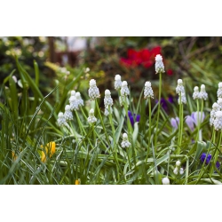 Szafirek Siberian Tiger - 10 szt.