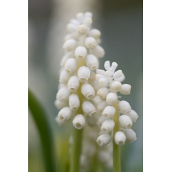 Szafirek Siberian Tiger - 10 szt.