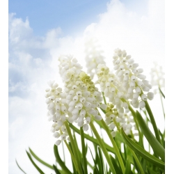 Szafirek Siberian Tiger - 10 szt.