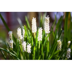 Szafirek Siberian Tiger - 10 szt.