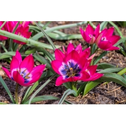 Tulipan Little Beauty - opak. 5 szt.