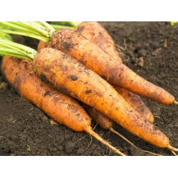 Marchew Nantes 3 (Nantejska) - średnio wczesna - NASIONA OTOCZKOWANE - 400 nasion