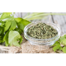 Domowy ogródek - Lubczyk - do uprawy w domu i na balkonie