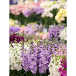 Lewkonia letnia Excelsior - mieszanka - 300 nasion