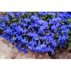 Lobelia przylądkowa niebieska - Stroiczka - 6400 nasion