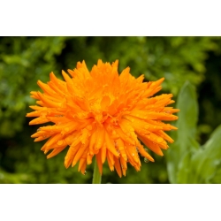 Nagietek lekarski Radio - 240 nasion