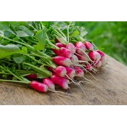 Rzodkiewka - mieszanka odmian podłużnych - NA TAŚMIE